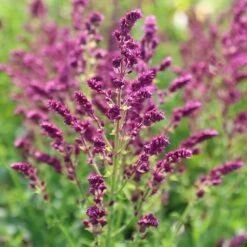Salvia Nemorosa 'Schwellenburg' -plant store pl2000010199 card3 lg