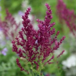 Salvia Nemorosa 'Schwellenburg' -plant store pl2000010199 card4 lg