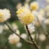 Edgeworthia Chrysantha -plant store pl2000010208