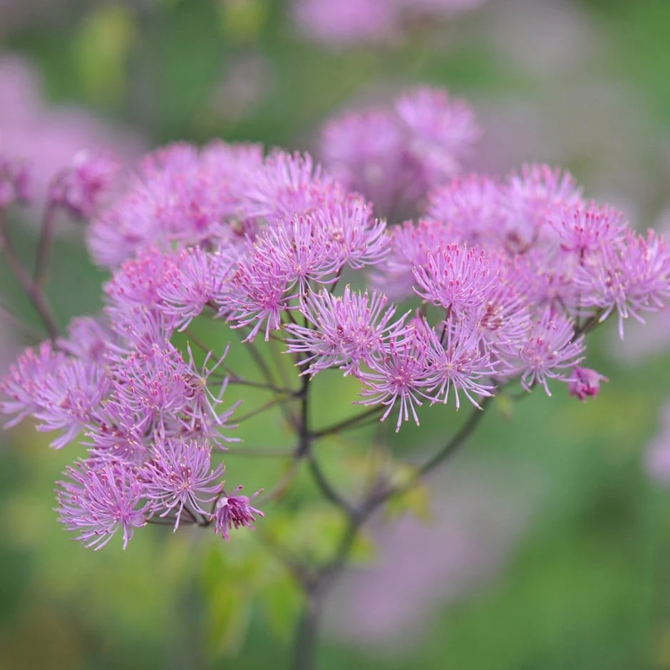 Thalictrum 'Black Stockings' 3 Thalictrum 'Black Stockings'