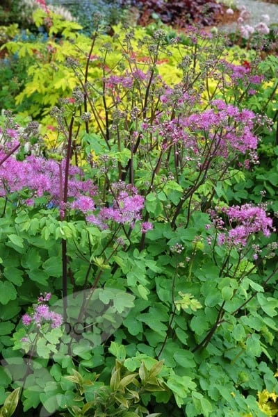 Thalictrum 'Black Stockings' 4 Thalictrum 'Black Stockings' - Image 2