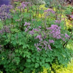 Thalictrum 'Black Stockings' 8 Thalictrum 'Black Stockings' -plant store pl2000010209 card3 lg