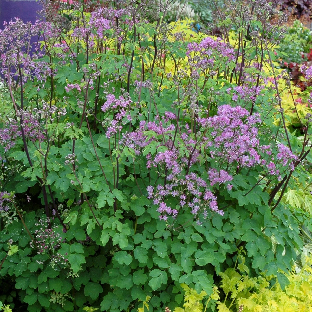 Thalictrum 'Black Stockings' 5 Thalictrum 'Black Stockings' - Image 3