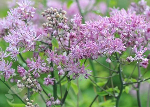 Thalictrum 'Black Stockings' 6 Thalictrum 'Black Stockings' - Image 4