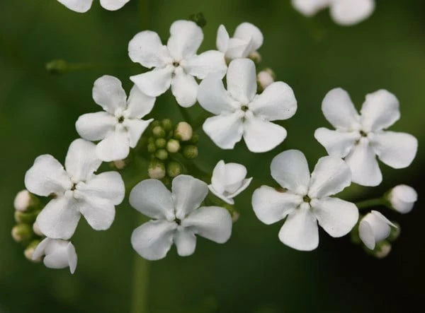 Brunnera Macrophylla 'Betty Bowring' 4 Brunnera Macrophylla 'Betty Bowring' - Image 2