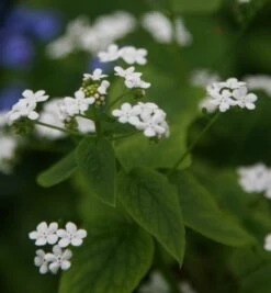 Brunnera Macrophylla 'Betty Bowring' 7 Brunnera Macrophylla 'Betty Bowring' -plant store pl2000010214 card3 lg