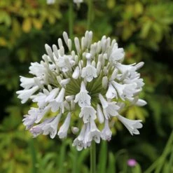Agapanthus 'Windsor Grey'