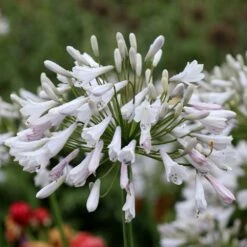 Agapanthus 'Windsor Grey' -plant store pl2000010568 card3 lg