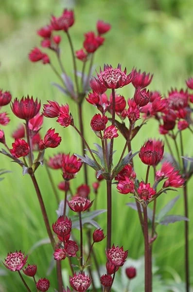 Astrantia Major 'Claret' 4 Astrantia Major 'Claret' - Image 2