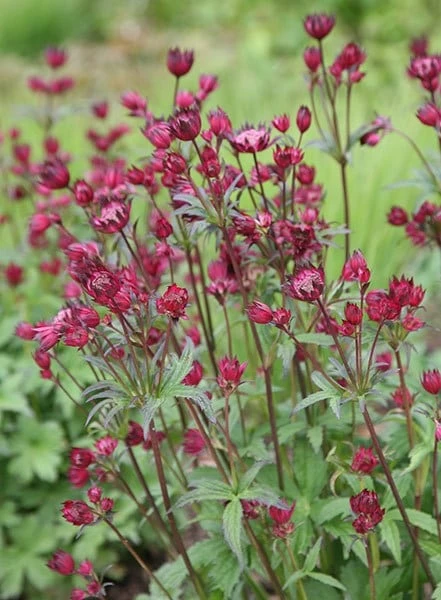 Astrantia Major 'Claret' 5 Astrantia Major 'Claret' - Image 3