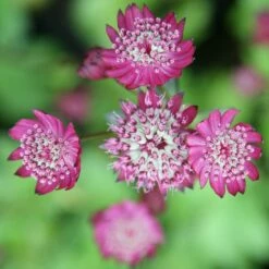 Astrantia Major 'Rubra'