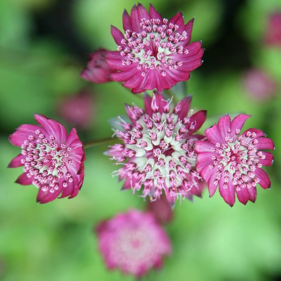 Astrantia Major 'Rubra' 3 Astrantia Major 'Rubra'