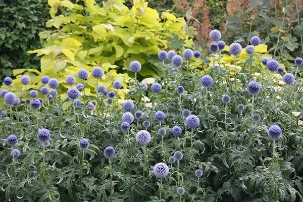 Echinops Bannaticus 'Taplow Blue' 4 Echinops Bannaticus 'Taplow Blue' - Image 2