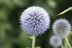 Echinops Bannaticus 'Taplow Blue' 7 Echinops Bannaticus 'Taplow Blue' -plant store pl2000010643 card3 lg