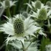 Eryngium Giganteum -plant store pl2000010650