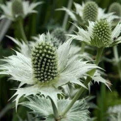 Eryngium Giganteum