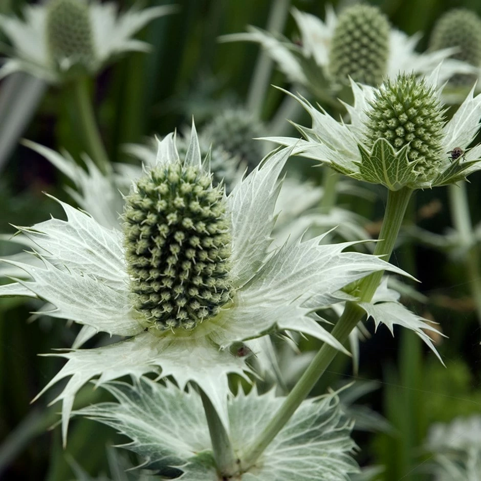 Eryngium Giganteum 3 Eryngium Giganteum