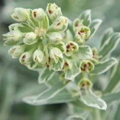 Euphorbia Characias Silver Swan ('Wilcott') (PBR)