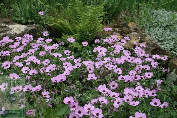Geranium (Cinereum Group) 'Ballerina' 4 Geranium (Cinereum Group) 'Ballerina' - Image 2