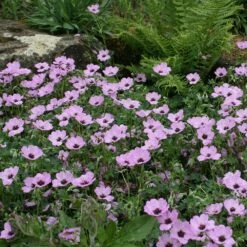 Geranium (Cinereum Group) 'Ballerina' 7 Geranium (Cinereum Group) 'Ballerina' -plant store pl2000010685 card3 lg