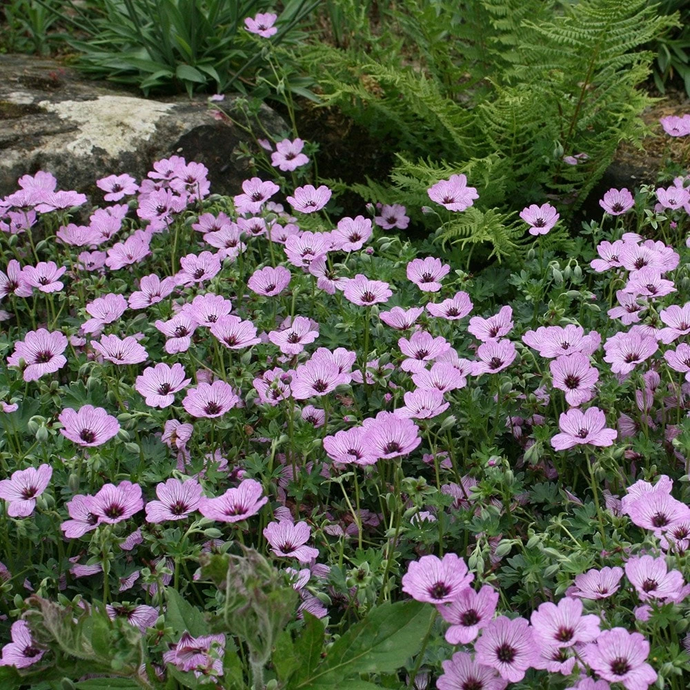 Geranium (Cinereum Group) 'Ballerina' 5 Geranium (Cinereum Group) 'Ballerina' - Image 3