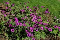 Geranium Dragon Heart ('Bremdra') (PBR) -plant store pl2000010696 card3 lg