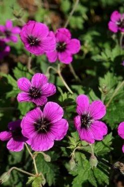 Geranium Dragon Heart ('Bremdra') (PBR) -plant store pl2000010696 card4 lg
