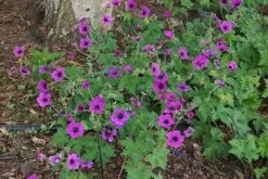 Geranium Dragon Heart ('Bremdra') (PBR) -plant store pl2000010696 card5 lg