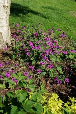 Geranium Dragon Heart ('Bremdra') (PBR) -plant store pl2000010696 card6 lg