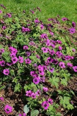Geranium Dragon Heart ('Bremdra') (PBR) -plant store pl2000010696 card7 lg