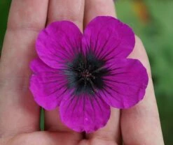 Geranium Dragon Heart ('Bremdra') (PBR) -plant store pl2000010696 card8 lg
