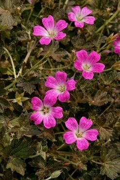 Geranium Orkney Cherry ('Bremerry') (PBR) 22 Geranium Orkney Cherry ('Bremerry') (PBR) -plant store pl2000010701 card10 lg