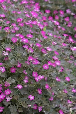 Featured Products -plant store pl2000010701 card2 lg