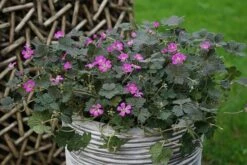 Geranium Orkney Cherry ('Bremerry') (PBR) 15 Geranium Orkney Cherry ('Bremerry') (PBR) -plant store pl2000010701 card3 lg