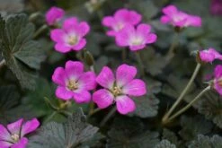 Geranium Orkney Cherry ('Bremerry') (PBR) 16 Geranium Orkney Cherry ('Bremerry') (PBR) -plant store pl2000010701 card4 lg