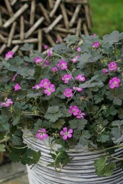 Geranium Orkney Cherry ('Bremerry') (PBR) 17 Geranium Orkney Cherry ('Bremerry') (PBR) -plant store pl2000010701 card5 lg