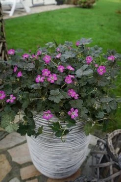 Geranium Orkney Cherry ('Bremerry') (PBR) 18 Geranium Orkney Cherry ('Bremerry') (PBR) -plant store pl2000010701 card6 lg