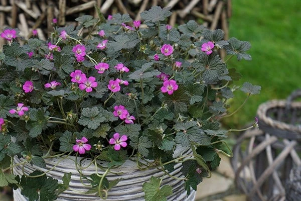 Geranium Orkney Cherry ('Bremerry') (PBR) 9 Geranium Orkney Cherry ('Bremerry') (PBR) - Image 7