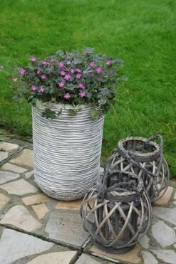 Geranium Orkney Cherry ('Bremerry') (PBR) 20 Geranium Orkney Cherry ('Bremerry') (PBR) -plant store pl2000010701 card8 lg