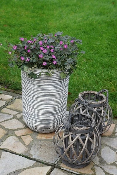 Geranium Orkney Cherry ('Bremerry') (PBR) 10 Geranium Orkney Cherry ('Bremerry') (PBR) - Image 8