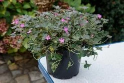 Geranium Orkney Cherry ('Bremerry') (PBR) 21 Geranium Orkney Cherry ('Bremerry') (PBR) -plant store pl2000010701 card9 lg