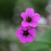 Geranium Patricia ('Brempat') 1 Geranium Patricia ('Brempat') -plant store pl2000010703