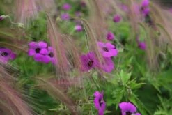 Geranium Patricia ('Brempat') 6 Geranium Patricia ('Brempat') -plant store pl2000010703 card2 lg