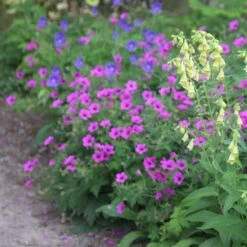 Geranium Patricia ('Brempat') 7 Geranium Patricia ('Brempat') -plant store pl2000010703 card3 lg