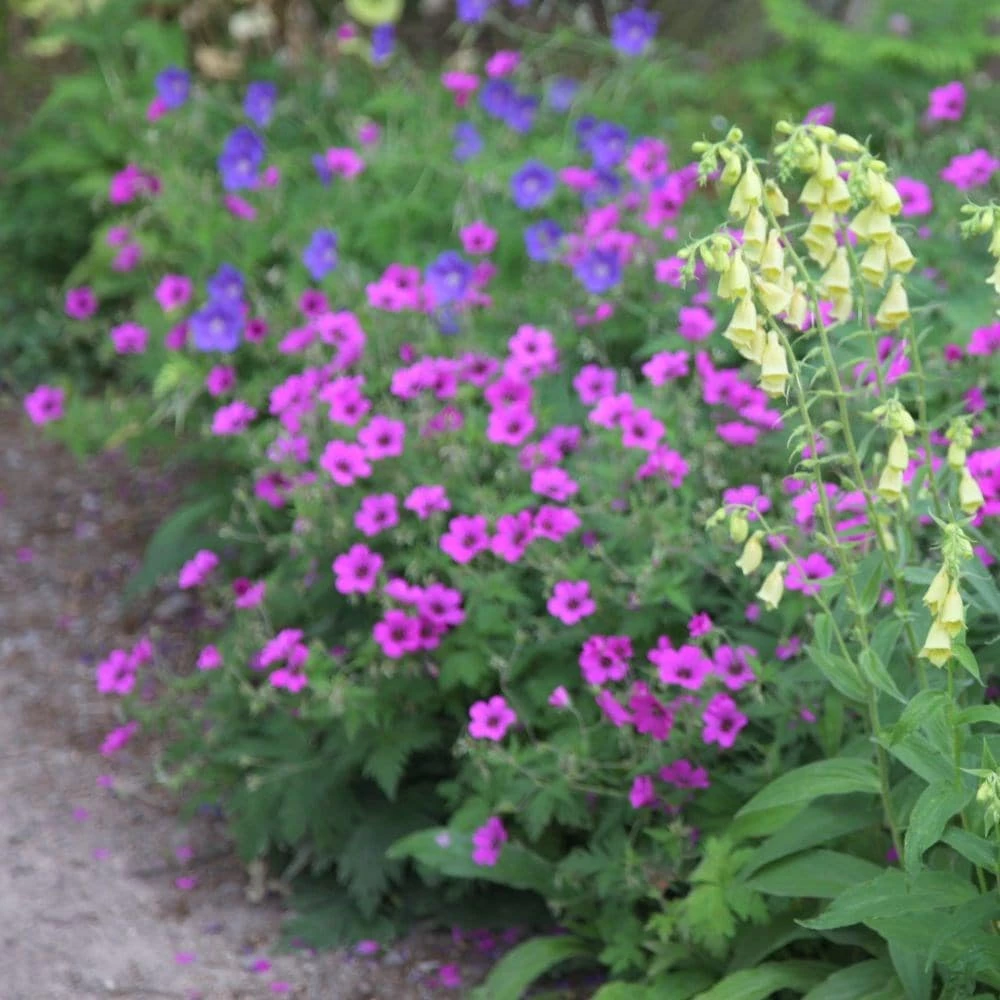 Geranium Patricia ('Brempat') 5 Geranium Patricia ('Brempat') - Image 3