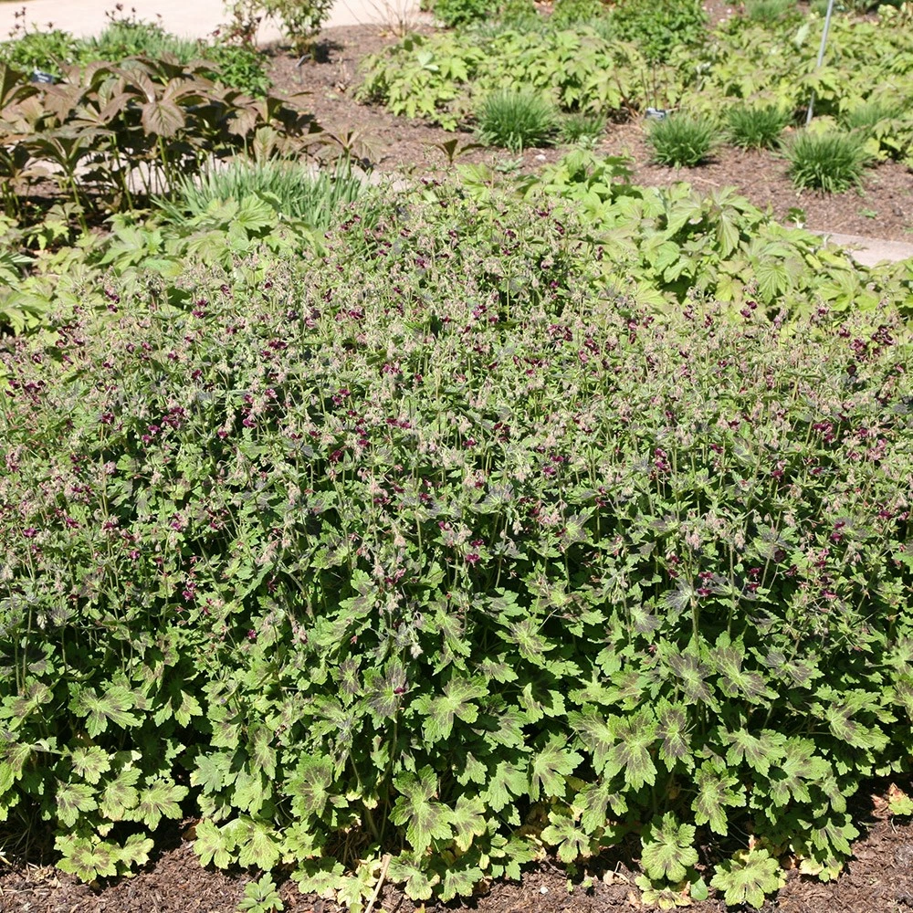 Geranium Phaeum Var. Phaeum 'Samobor' 4 Geranium Phaeum Var. Phaeum 'Samobor' - Image 2