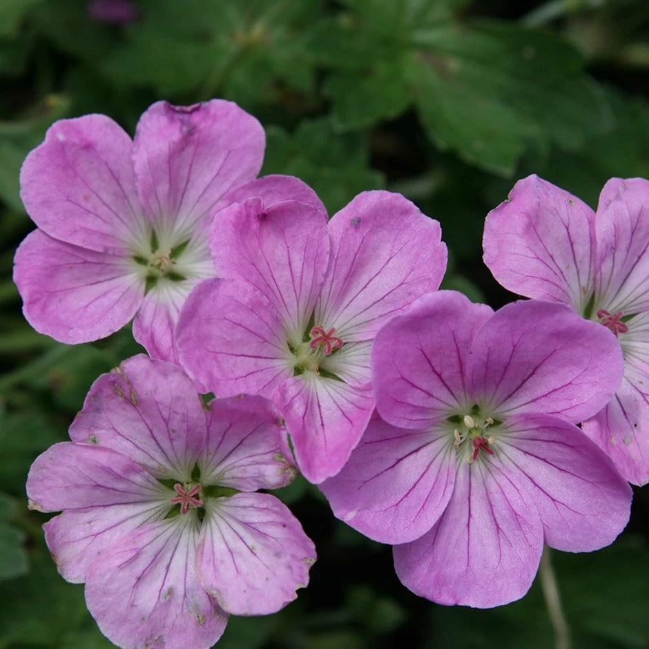 Geranium 'Mavis Simpson' 3 Geranium 'Mavis Simpson'