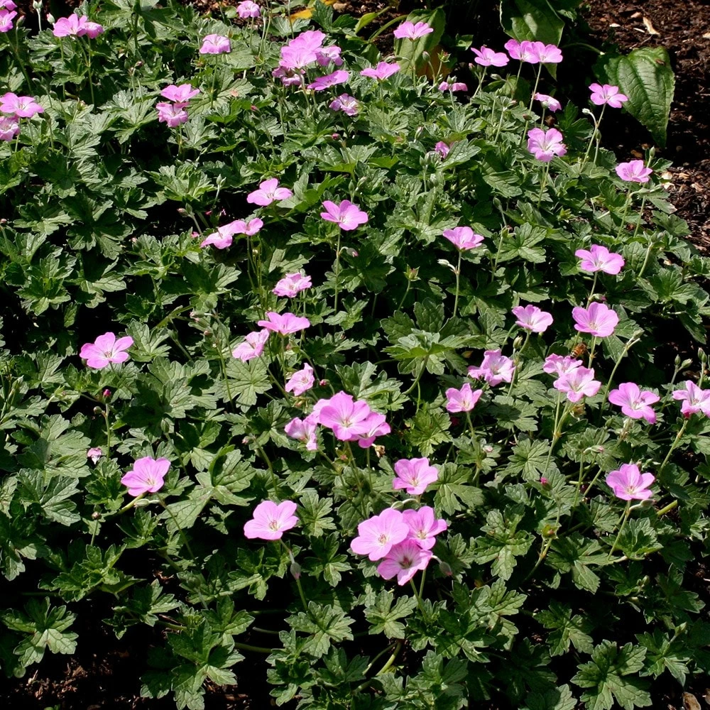 Geranium 'Mavis Simpson' 4 Geranium 'Mavis Simpson' - Image 2