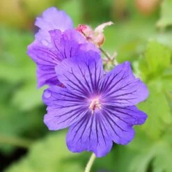 Geranium Sabani Blue ('Bremigo') (PBR)