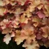 Heuchera 'Caramel' (PBR) -plant store pl2000010729